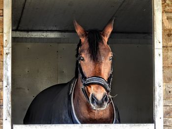 Portrait of horse in stable