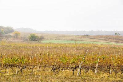 Scenic view of field against clear sky