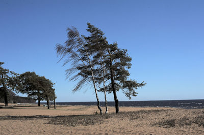 Trees on field against clear blue sky