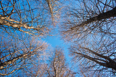 Low angle view of bare trees against blue sky