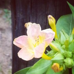 Close-up of flowers