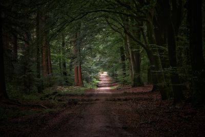 Walkway passing through forest