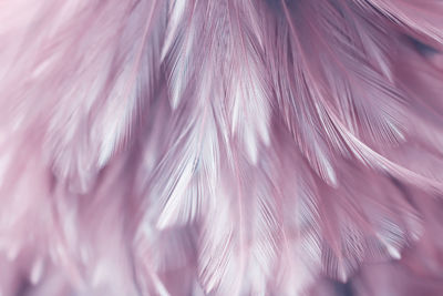 Full frame shot of feathers