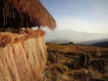 Scenic view of wheat field against sky