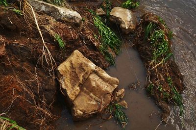 Plants in water