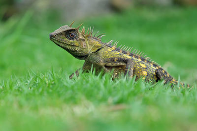 Close-up of iguana on grass