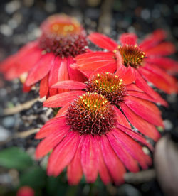 Close-up of gerbera daisy blooming outdoors