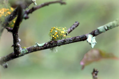 Close-up of insect on branch