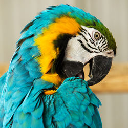 Close-up of a parrot