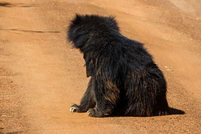 Close-up of bear on road 