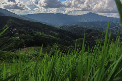 Scenic view of grassy field against mountains