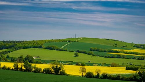 Scenic view of agricultural field against sky