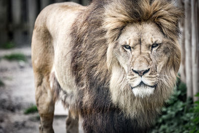 Close-up portrait of lion