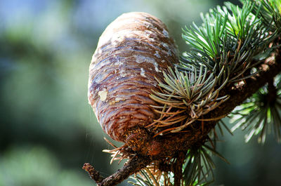 Close-up of pine cone on tree