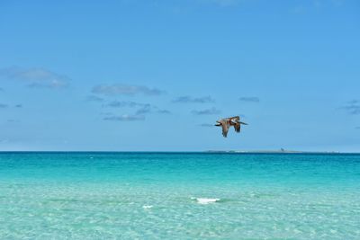 Pelican flying over sea against blue sky