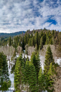 Trees and plants growing on land against sky