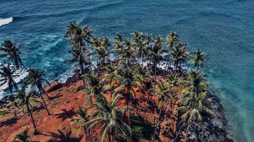 High angle view of trees by sea