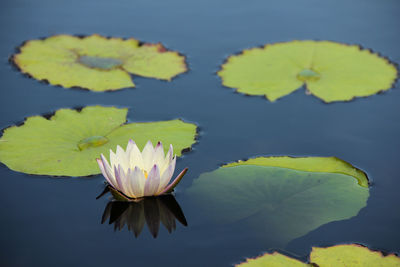 Close-up of water lily in pond