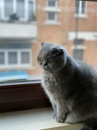 View of a cat looking away