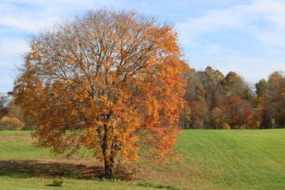 Trees on field against sky during autumn