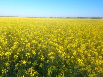 Scenic view of oilseed rape field