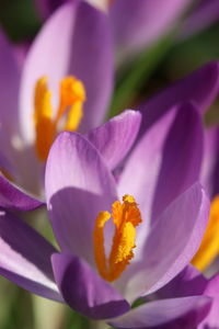 Close-up of purple crocus flower