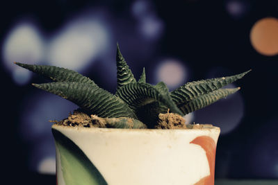 Close-up of green leaves on potted plant