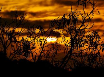 Silhouette plants against dramatic sky during sunset