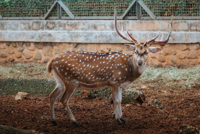 Close-up of deer on field