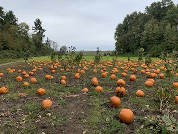 View of pumpkins on field against sky