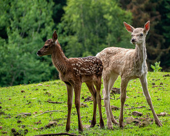 Deer standing in a field