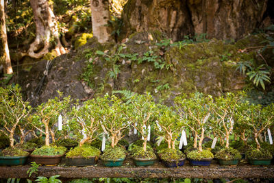 Plants and moss growing in water