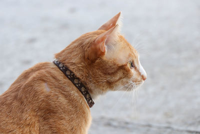 Close-up of a dog looking away