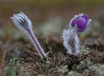 Close-up of purple flowering pasqueflower on field