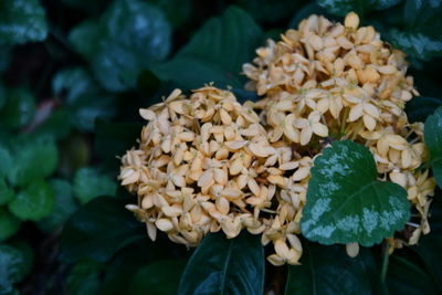 Close-up of hydrangea flowers