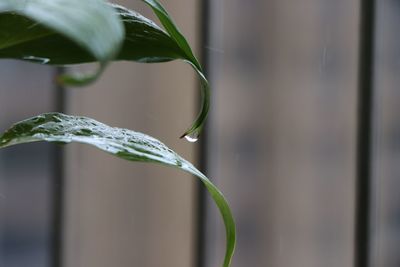 Close-up of fresh plant in water