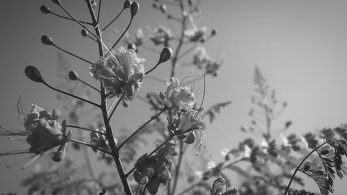 Close-up of cherry blossom against sky