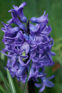 Close-up of purple flowering plant