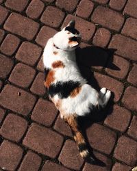 High angle view of dog standing outdoors