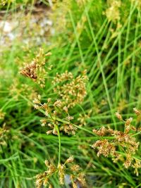 Close-up of flowers growing in field