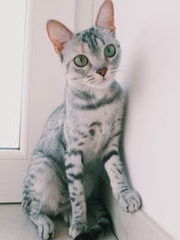 Portrait of cat sitting on floor