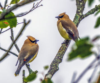 Low angle view of birds perching on branch