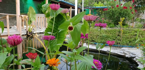 Close-up of pink flowering plants in yard