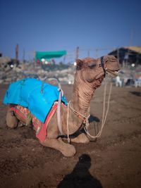 Horse cart on sand at beach against sky