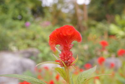 Close-up of red flowering plant