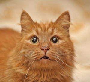 Close-up portrait of a cat