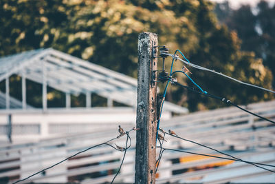 Close-up of barbed wire on wooden post