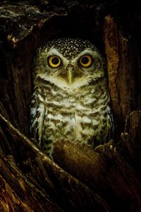 Close-up portrait of owl