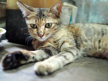 Close-up portrait of a cat