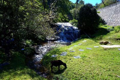 Stream in a forest